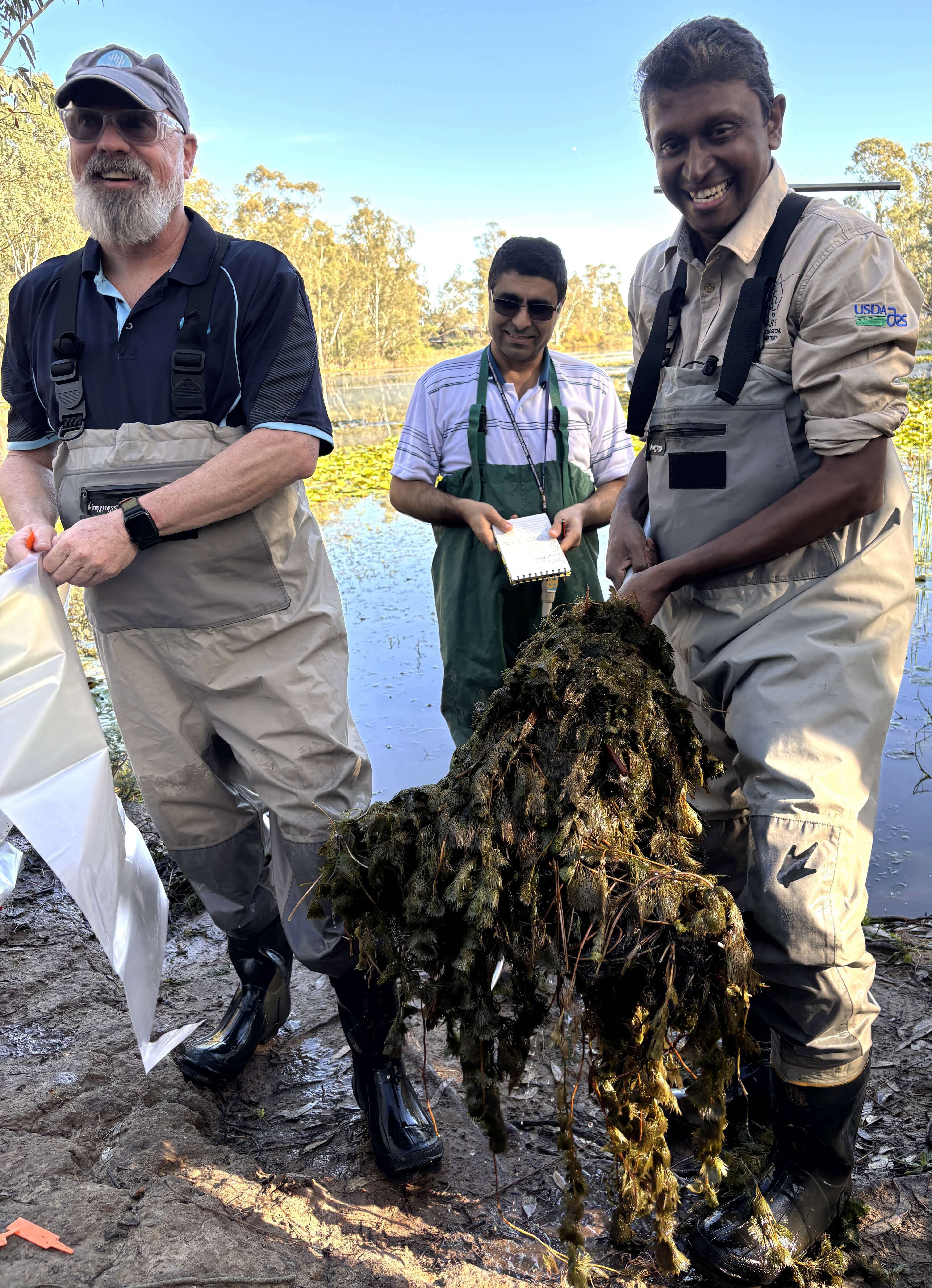 Front - Tim Vance and Dr Kumaran Nagalingam (CSIRO) and back Dr Hasan Rahmani - (Agriculture Victoria - Tatura) with invasive cabomba weed in Lake Benalla.